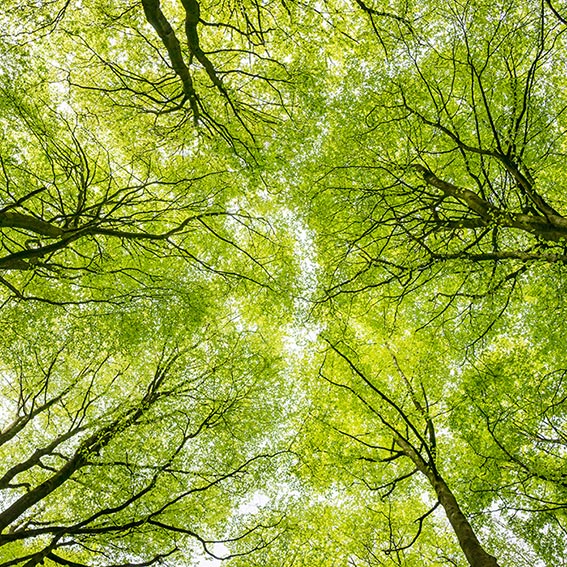 national woodland trust