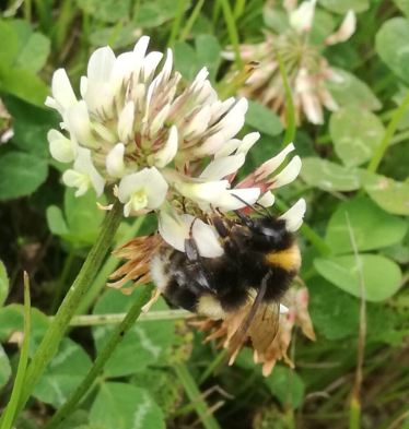 bee